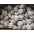 Jinxiang reinen weißen Knoblauch 6.0-6.5cm